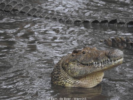 191110_154059-02 Een krokodil moet tijdens het eten een paar keer boven water komen om te ademen.JPG